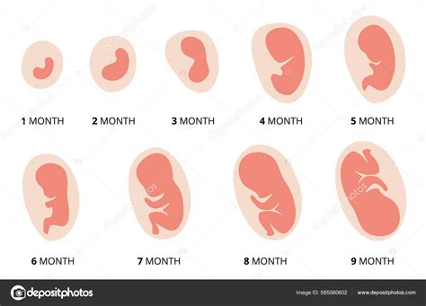 Illustration der Embryonalentwicklung im zweiten und dritten Schwangerschaftsmonat.