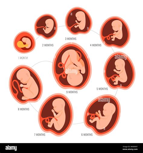 Übersichtsgrafik zur Entwicklung des Babys von Monat zu Monat.