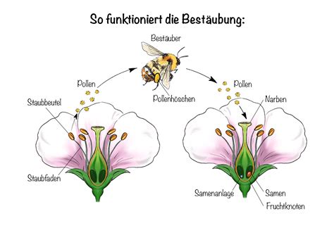 Schema der Bestäubung von Obstbäumen durch Insekten