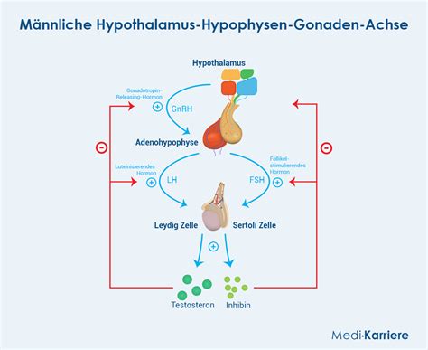 Schema des Hypothalamus-Hypophysen-Gonaden-Systems und die Wirkung von Clomifen