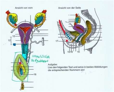 Schema der weiblichen Anatomie mit Hervorhebung des Damms und der Vulva