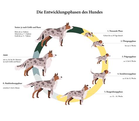 Illustration eines Hundes bei der Geburt