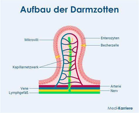 Schema der Darmzotten und ihre Vergrößerung während der Schwangerschaft