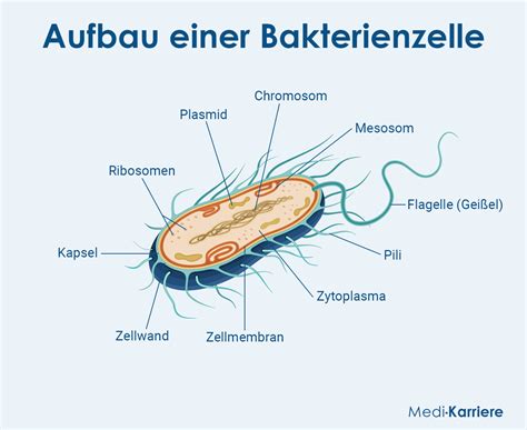 Schema, das den Transfer von mütterlichen Bakterien auf das Baby während der Geburt und beim Stillen darstellt.