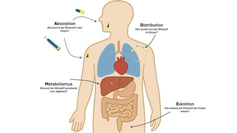 Infografik zur Pharmakokinetik von Aciclovir, einschließlich Halbwertszeit, Proteinbindung und relativer Dosis bei oraler und intravenöser Anwendung