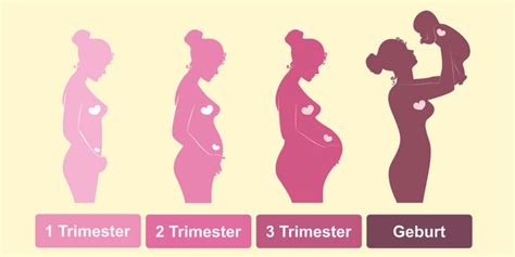 Infografik: Phasen der Schwangerschaft und damit verbundene Hebammenleistungen
