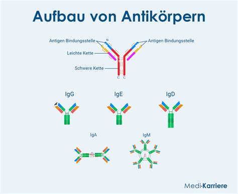 Illustration des Kolostrums: gelblich-orange, dickflüssig, mit Symbolen für Antikörper und Nährstoffe
