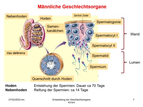 Schema der Spermienproduktion und Einflussfaktoren