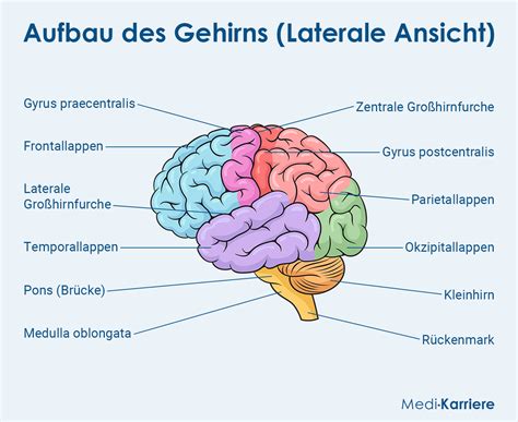 Schema des Gehirns mit Hervorhebung verschiedener Areale, die bei fokalen Anfällen betroffen sein können