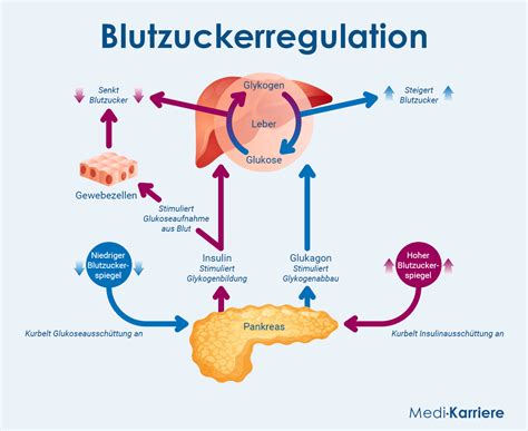 Schema zur Milchbildung und Regulation bei Säuglingen