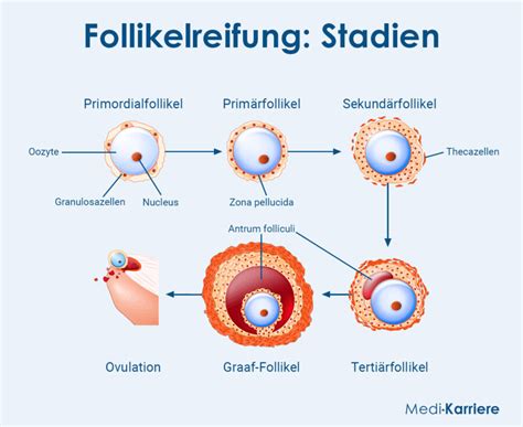 Schematische Darstellung eines Follikels, der platzt und eine Eizelle freigibt.