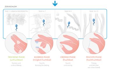 Infografik mit verschiedenen Eisprung-Symptomen wie Zervixschleim, Basaltemperatur und Muttermundveränderung.