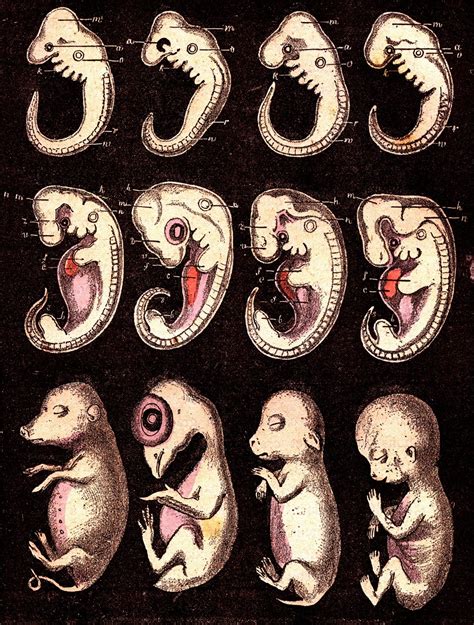 Vergleich eines rumpfartigen Stammzellmodells mit einem frühen menschlichen Embryo.