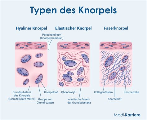 Mikroskopische Aufnahme von Knorpelzellen, die als Gerüst für die Knochenbildung dienen.