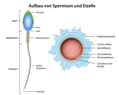 Schema einer weiblichen Eizelle mit den Hauptbestandteilen: Eihülle, Eizellmembran, Dotter und Zellkern