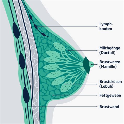 Schema der Milchgänge in der Brust