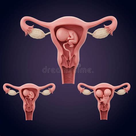 Illustration des weiblichen Fortpflanzungssystems mit Fokus auf den Gebärmutterhals