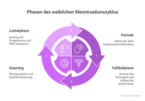 Infografika: Phasen des weiblichen Zyklus und ihre emotionalen Entsprechungen