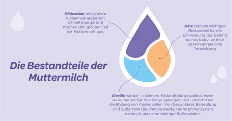 Infografik, die die wichtigsten immunaktiven Bestandteile der Muttermilch (Antikörper, Lysozym, Lactoferrin) und ihre Funktionen darstellt.