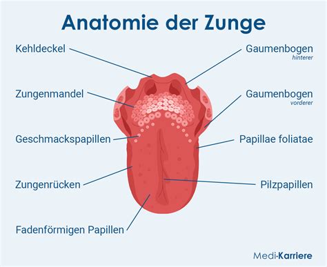 Nahaufnahme einer Zunge mit Hervorhebung verschiedener Zonen, die Organen zugeordnet sind.