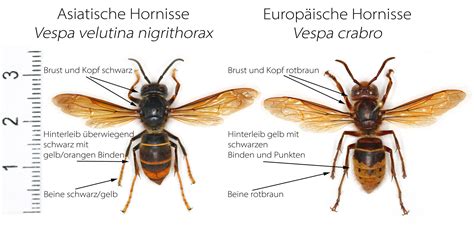 Illustration einer kiefergerechten Saugerform im Vergleich zur mütterlichen Brust