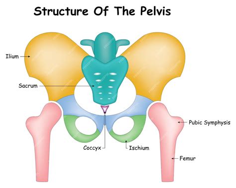 Schema der Symphysis pubica und umliegender Strukturen zur Veranschaulichung der Lockerung während der Schwangerschaft.