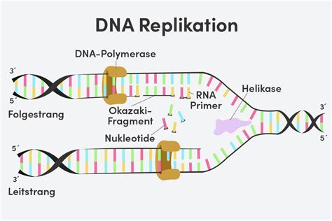Schema der Wirkungsweise von Ciprofloxacin auf bakterielle DNA