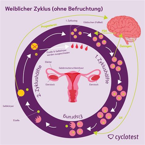 Grafik, die den weiblichen Zyklus und die Rolle der Eierstöcke sowie der Hormone veranschaulicht.