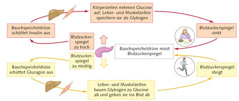 Schema zur Blutzuckerregulation bei Schwangerschaftsdiabetes