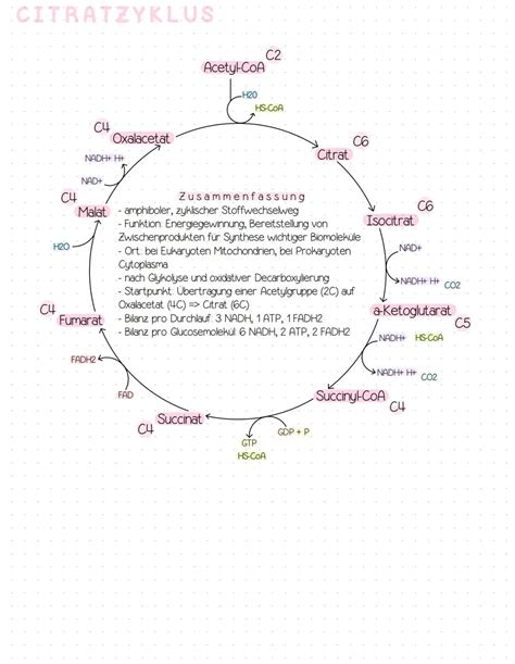 Schema des Ascorbat-Glutathion-Zyklus mit den beteiligten Enzymen und Substraten.