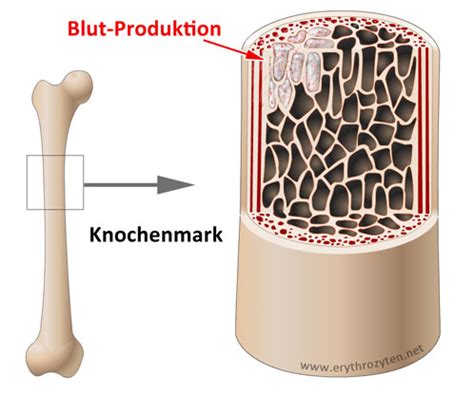 Schematische Darstellung der Blutbildung im Knochenmark, die die Entstehung von Erythrozyten zeigt.