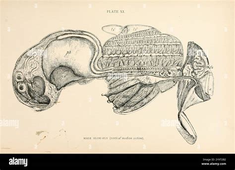 Schema der Anatomie eines Taubenschnabels mit Markierung der Kehlkopföffnung