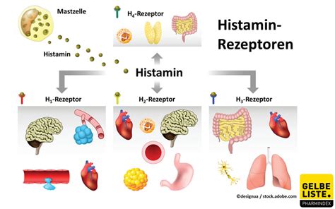 Schema zur Wirkungsweise von Antihistaminika auf Histaminrezeptoren