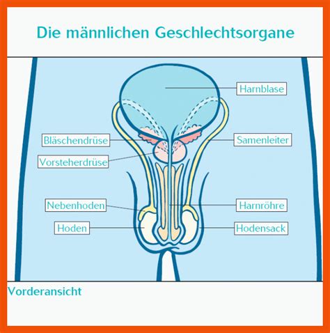 schematische Darstellung des männlichen Fortpflanzungssystems mit Hervorhebung der Cowper-Drüsen, die den Lusttropfen produzieren