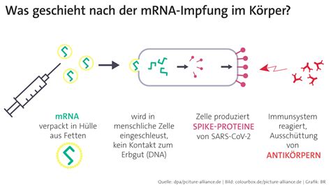 Schema: Funktionsweise von mRNA-Impfstoffen