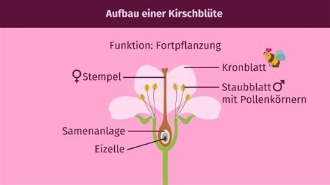Schema des Bestäubungsvorgangs einer Kirschblüte durch eine Biene