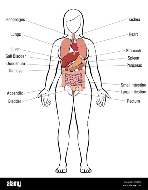 Schematische Darstellung der weiblichen Anatomie mit Fokus auf gynäkologische Organe