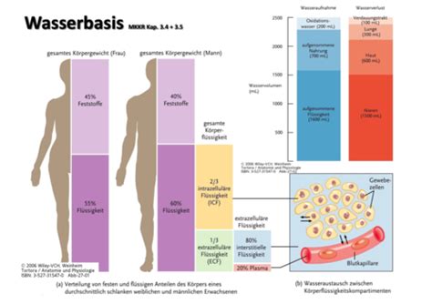 Grafik, die die Verteilung von Flüssigkeit in der Windel zeigt, mit Fokus auf den Saugkern