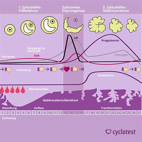 Schema des weiblichen Menstruationszyklus mit Hormonspiegeln