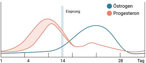 Grafik, die die Wirkung von Östrogen und Progesteron im weiblichen Zyklus zeigt