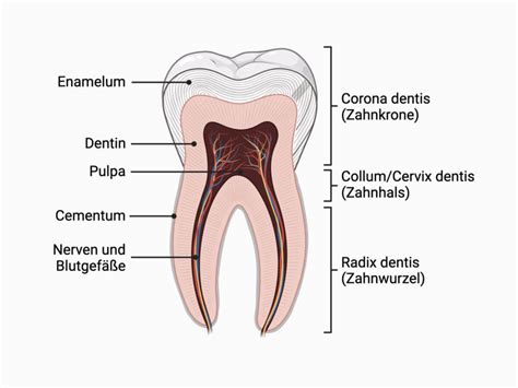 Schema des Zahns mit Zahnschmelz und Pulpa