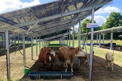 Luftaufnahme eines Agri-PV-Parks mit Kühen, die unter den Solarpaneelen weiden