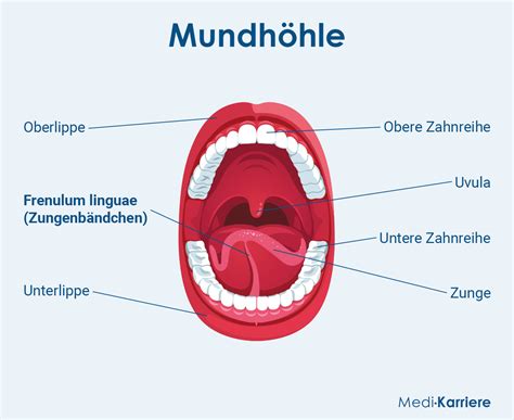 Schema des Mundraums eines Babys mit Hervorhebung von Lippen- und Zungenbändchen