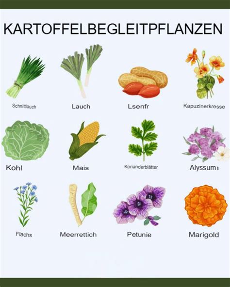Beispiele für verschiedene Umstandsparka-Modelle und deren Kombinationen