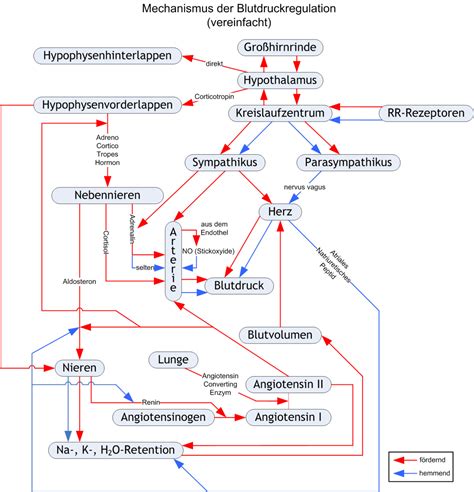 Schema der Blutdruckregulation im Körper