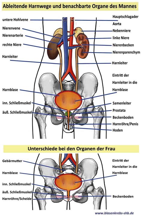Schema der weiblichen und männlichen Harnwege zur Veranschaulichung des anatomischen Unterschieds