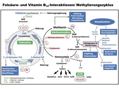 Schema der Folsäure-Aufnahme und -Verstoffwechselung im Körper