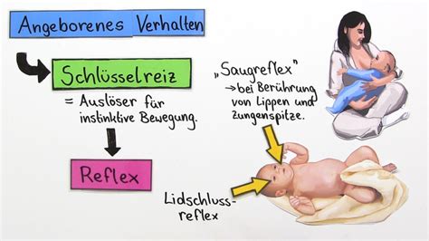 Schema des Tauchreflexes bei Säuglingen