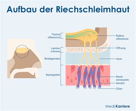 Schema der Wirkungsweise von Ectoin auf die Nasenschleimhaut bei Pollenexposition
