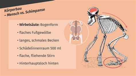 Vergleich von SGA-Säugling und normal großem Säugling mit Hervorhebung von Unterschieden im Körperbau